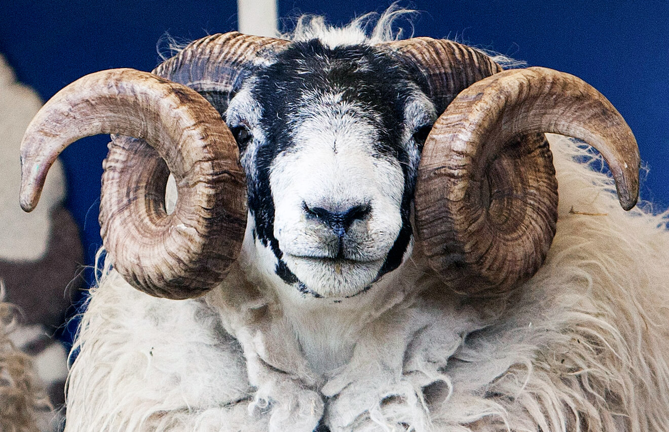 Website for The Sheep Show